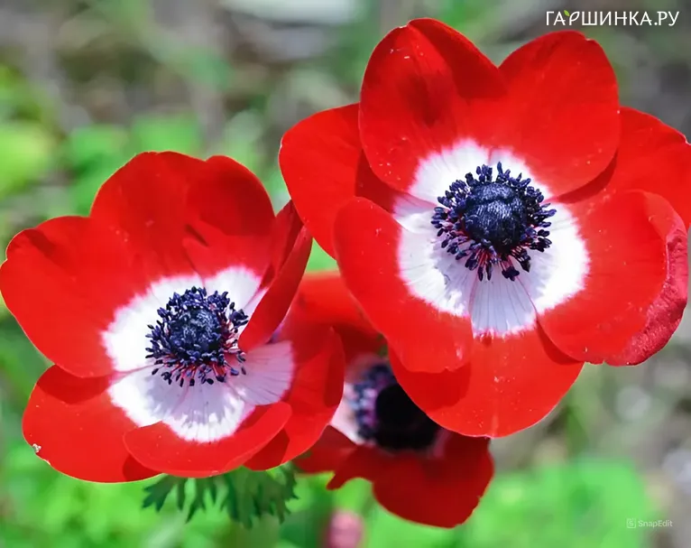 Анемона (Ветреница) Голландия 5шт