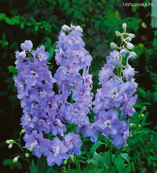 Дельфиниум Пацифик Гинивер