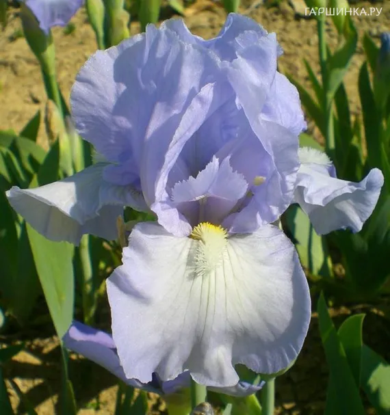 Ирис бородатый Бель Азур