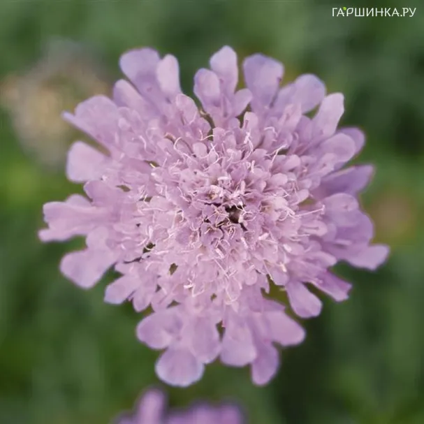 Скабиоза Ритц Роуз