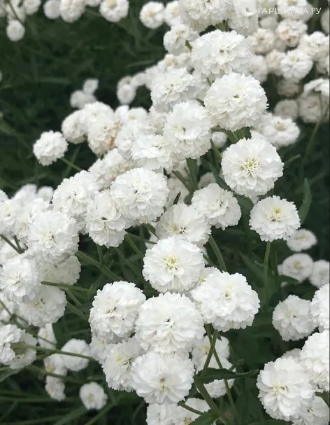 Тысячелистник птармика Жемчуг