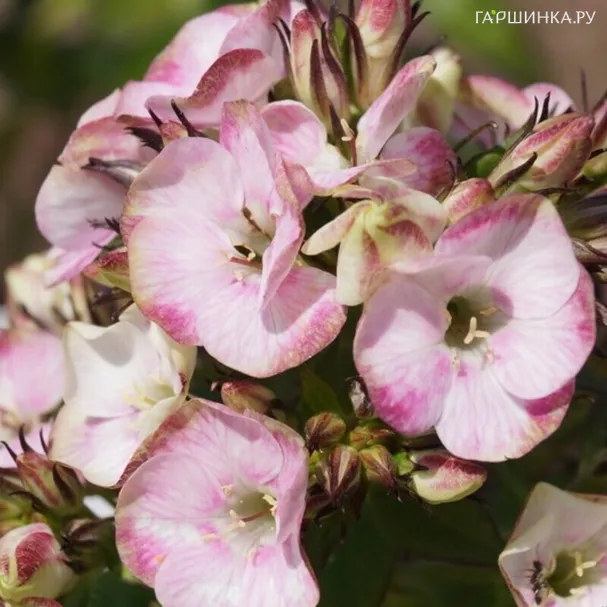 Флокс метельчатый Болд энд Бьютифул