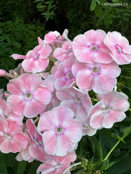 Флокс Алиса Фрейндлих