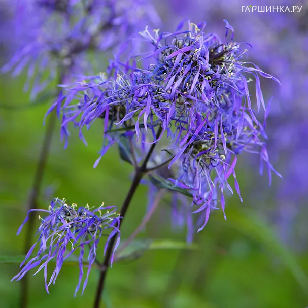 Флокс Гений метельчатый