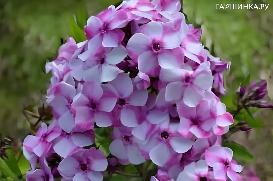 Флокс Модница метельчатый