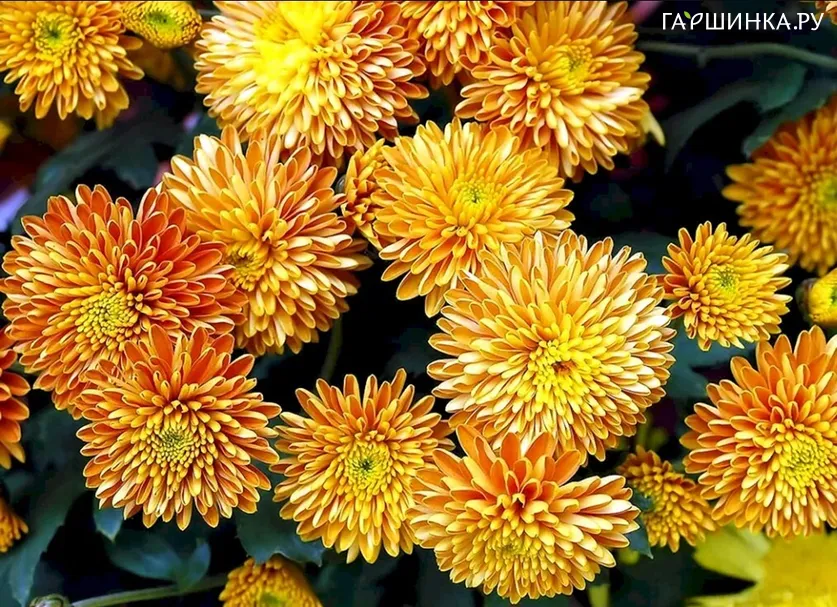Хризантема Дубок корейская