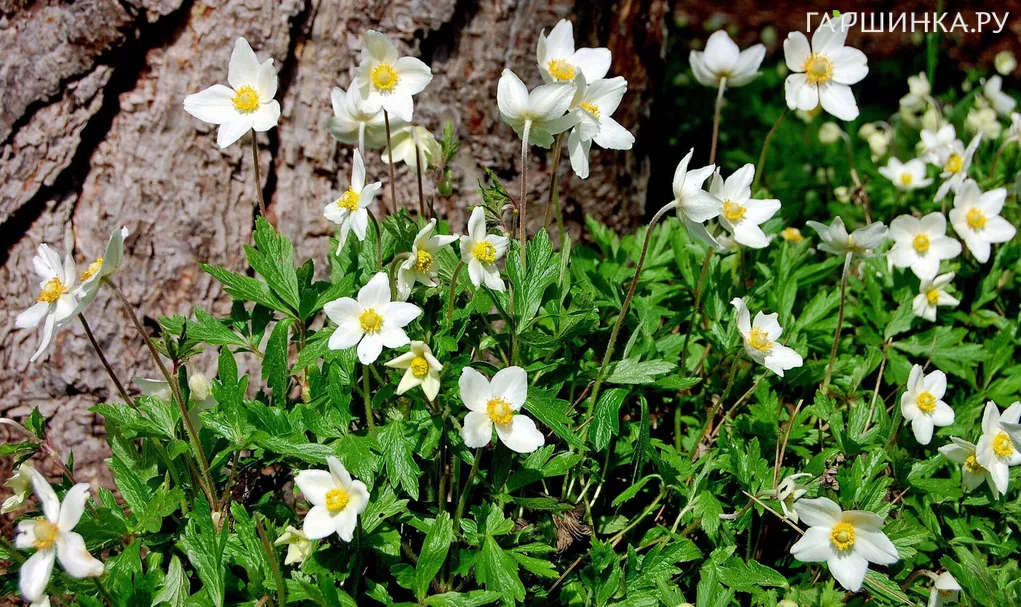 Анемона (Ветреница) лесная Макранта
