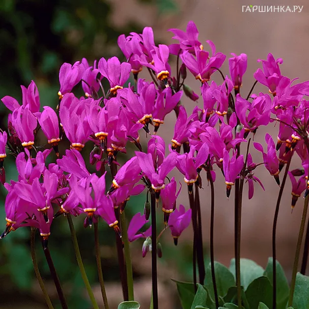 Додекатеон Ред Вингс