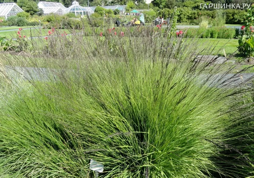 Молиния Хайдебраут