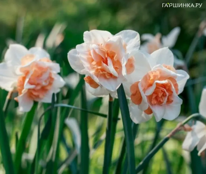 Нарцисс Дельнашо махровый 2шт