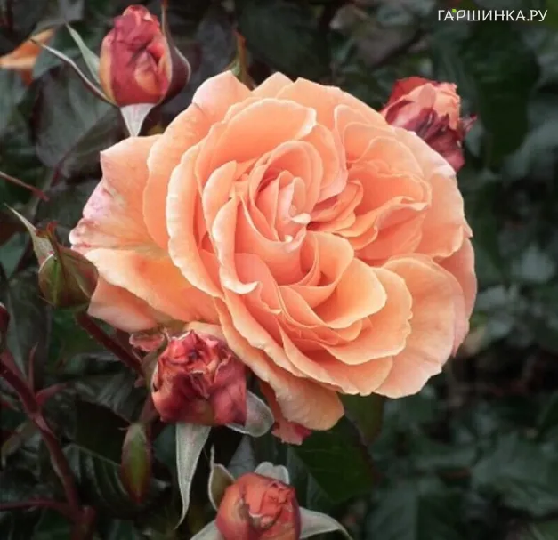 Роза Таттон флорибунда