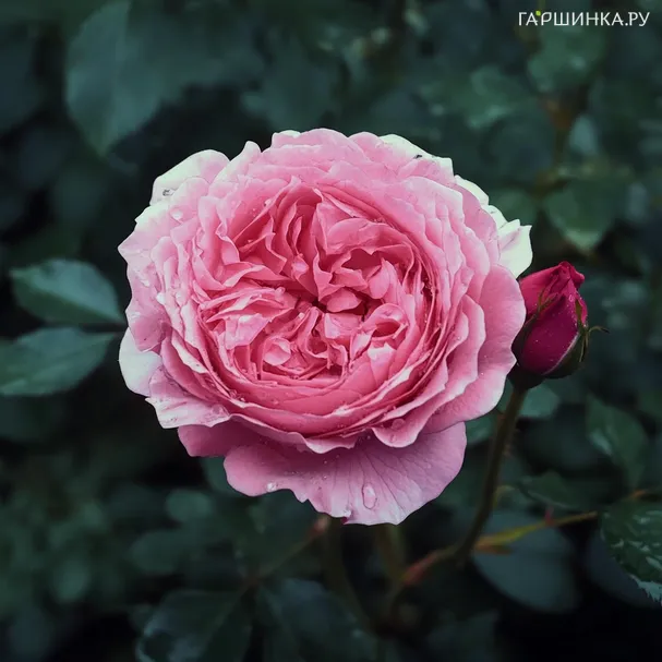 Роза Жанелли чайно-гибридная