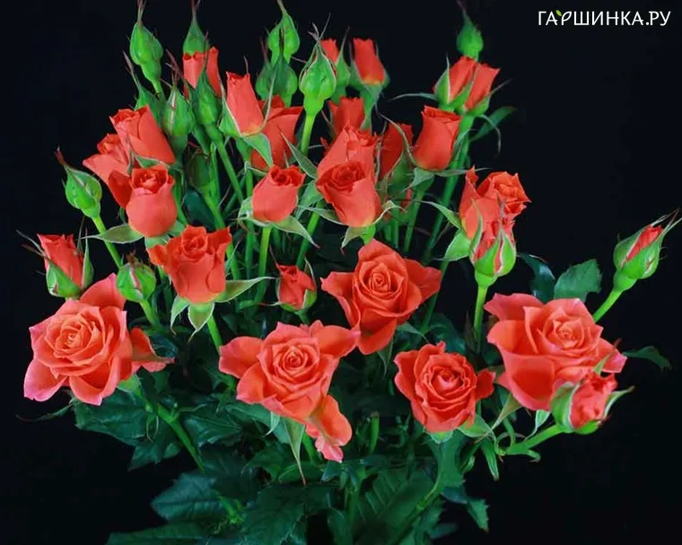 Роза Алегрия