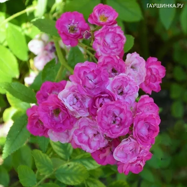 Роза Аллевья мускусная