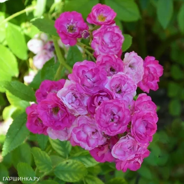 Роза Аллевья мускусная