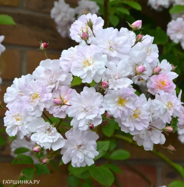 Роза Плезантри мускусная