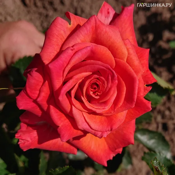 Роза Розин Маргарет Вильямс чайно-гибридная