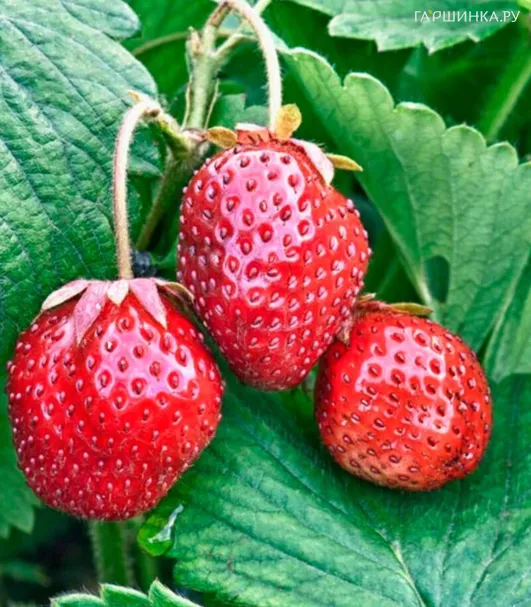 Клубника Бьюти