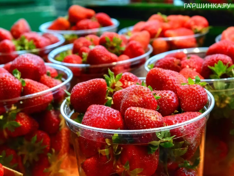 Клубника Крапо 10