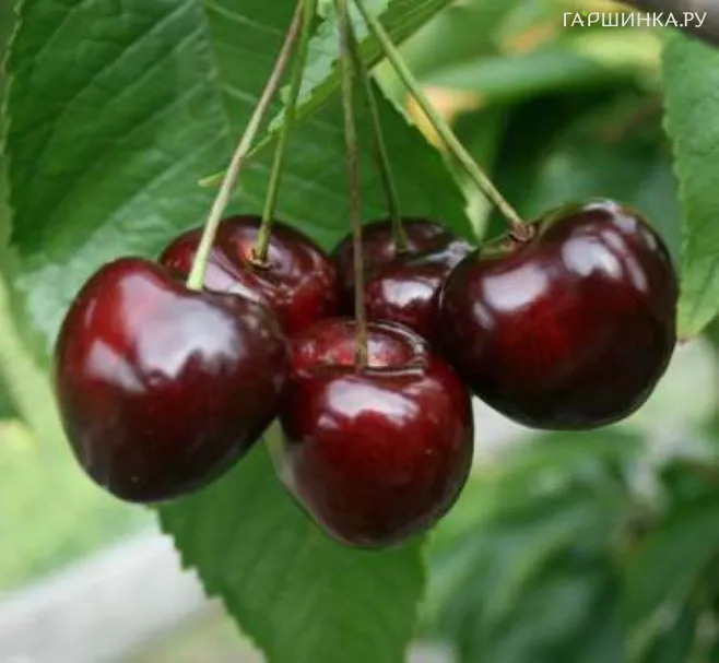 Черешня Дайбера черная