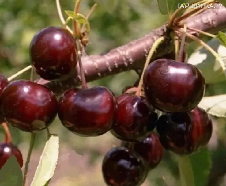 Дюк (Черевишня) Алиса