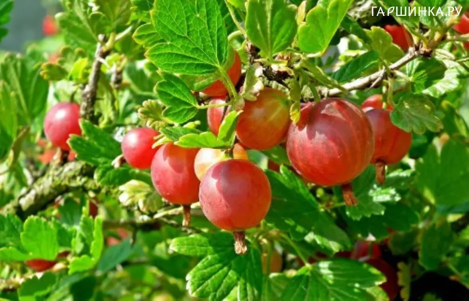 Крыжовник Земляничный