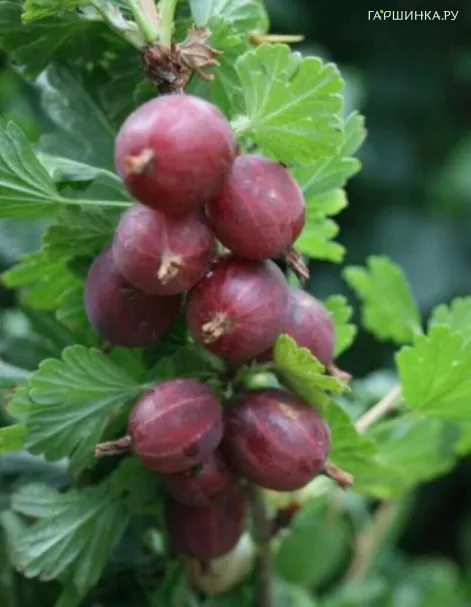 Крыжовник Конфетный урожайный