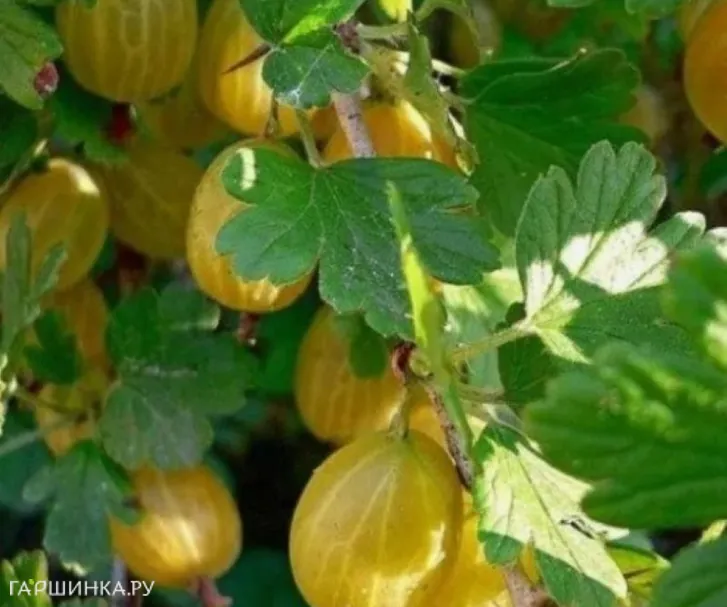 Крыжовник Янтарный