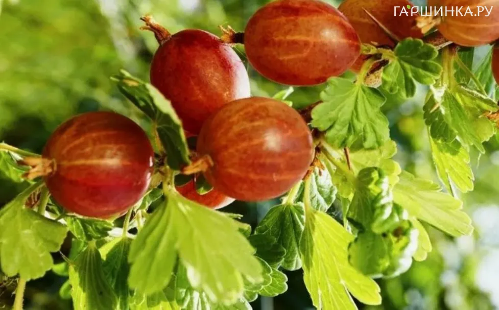 Крыжовник Муромец