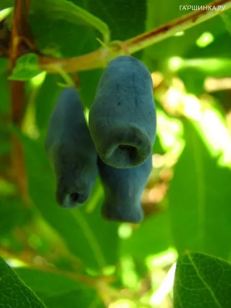 Жимолость Лакомка