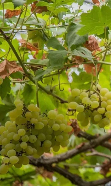 Виноград Кристалл ранний высокоурожайный