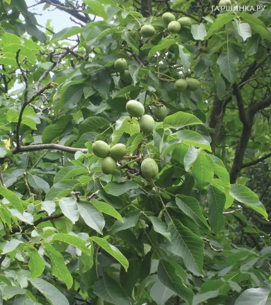 Орех грецкий Великан