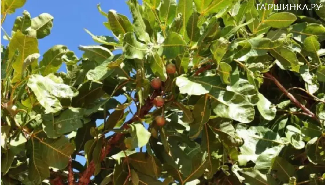 Орех грецкий Десертный