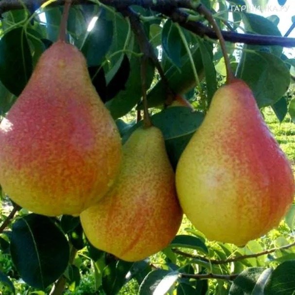 Груша Лесная красавица