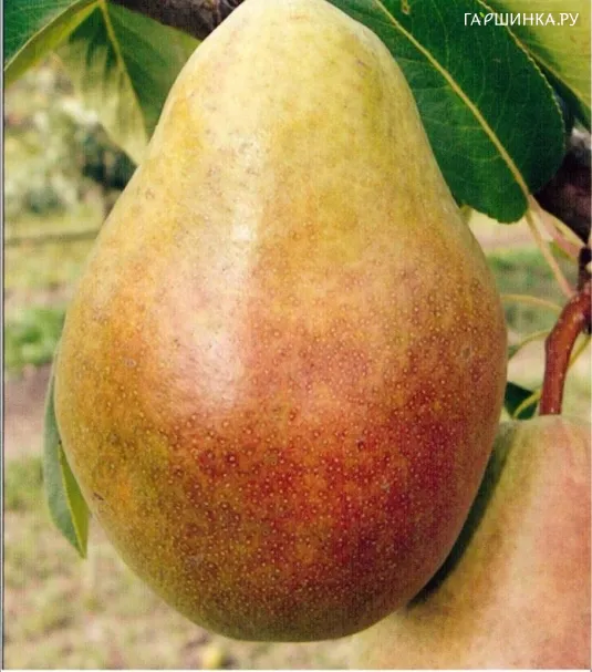 Груша Мария