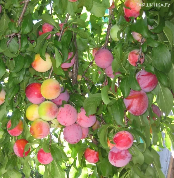 Слива Шатер