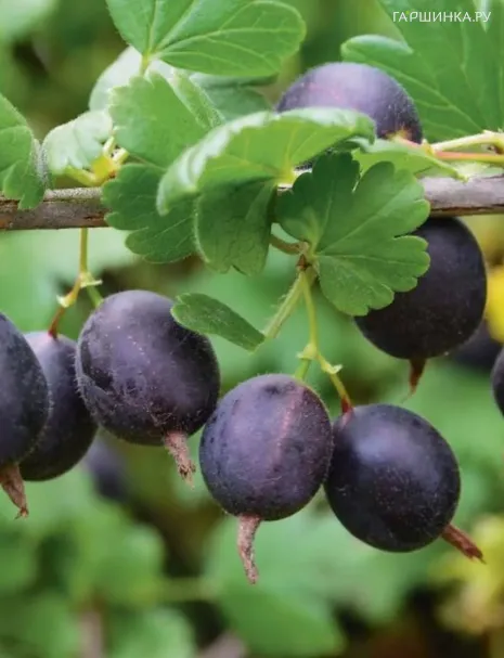 Крыжовник Черномор слобошипованный