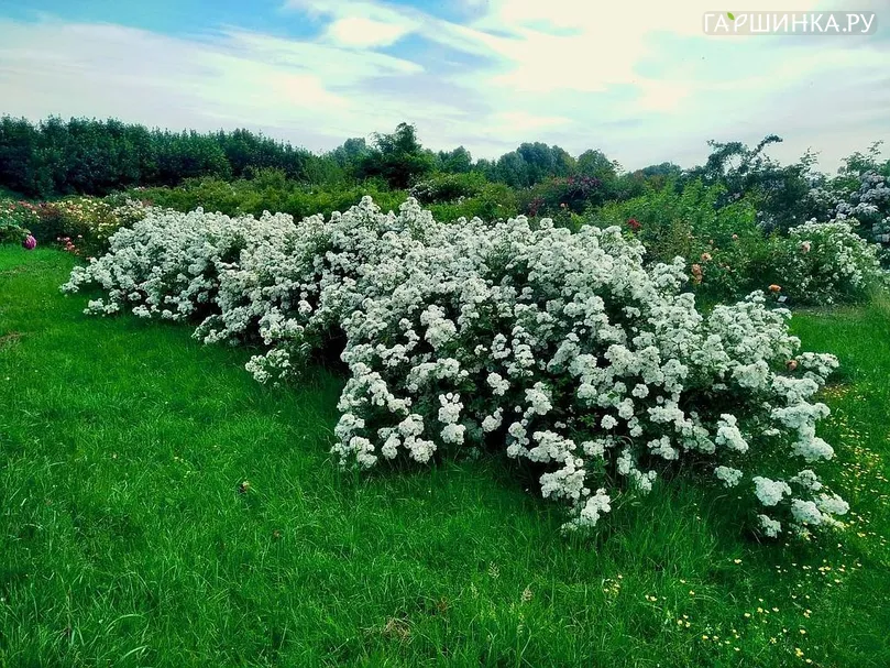Роза Гирлянде Амур