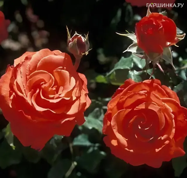 Роза Анжелика чайно-гибридная