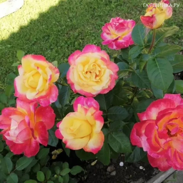 Роза Восточный экспресс чайно-гибридная