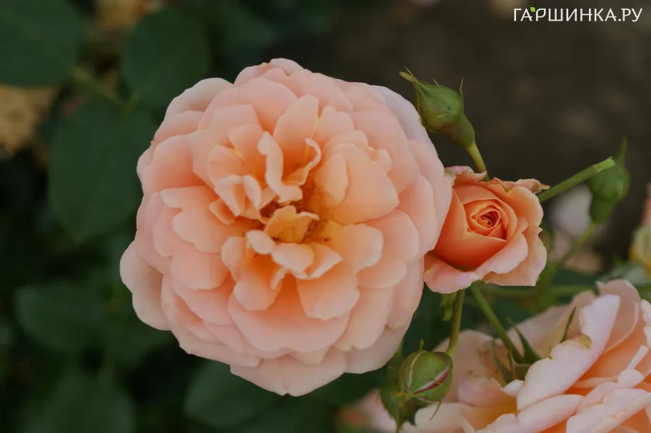 Роза Гейша чайно-гибридная