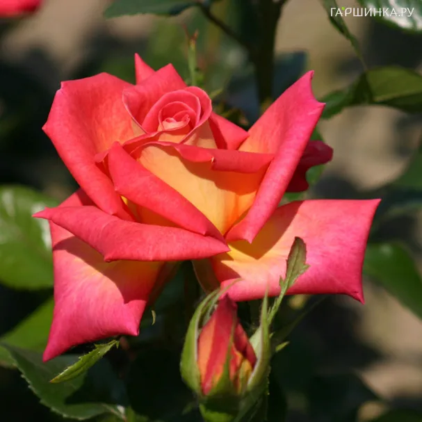 Роза Султан чайно-гибридная