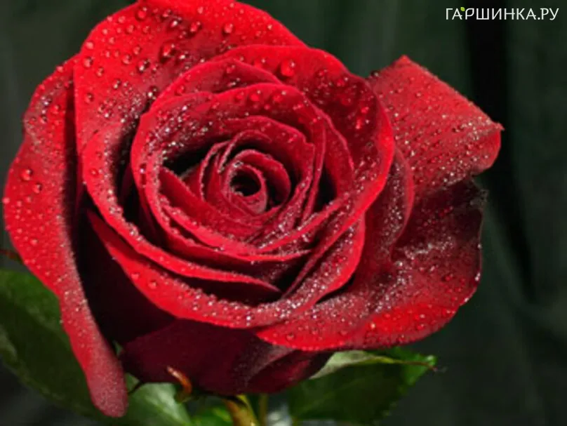 Роза Форевер Янг чайно-гибридная