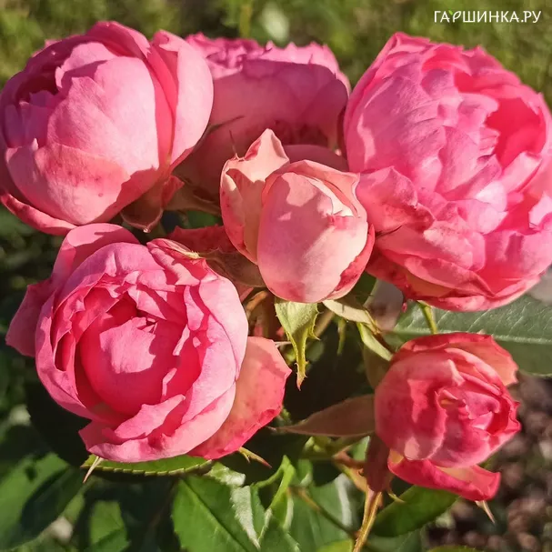 Роза Лавли Рококо флорибунда