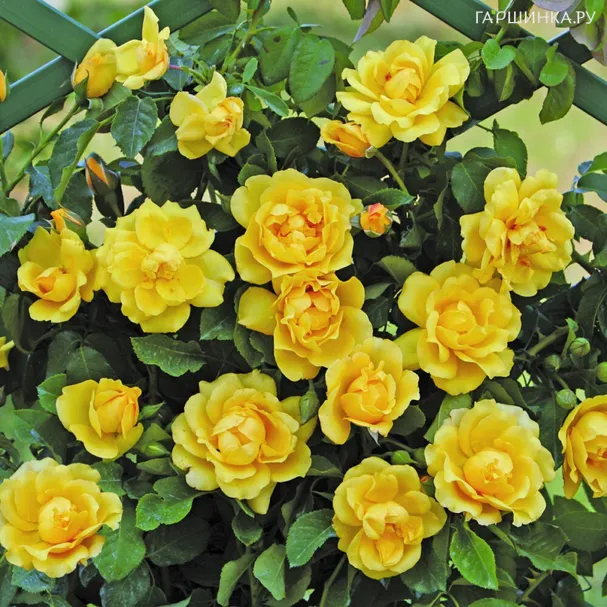 Роза Голден Гейт плетистая