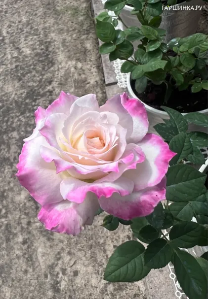 Роза Серафим