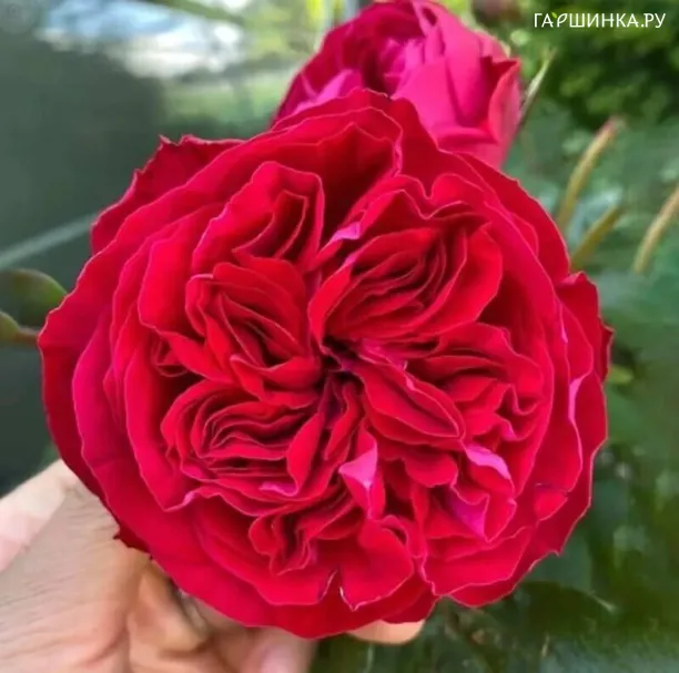 Роза Кейт