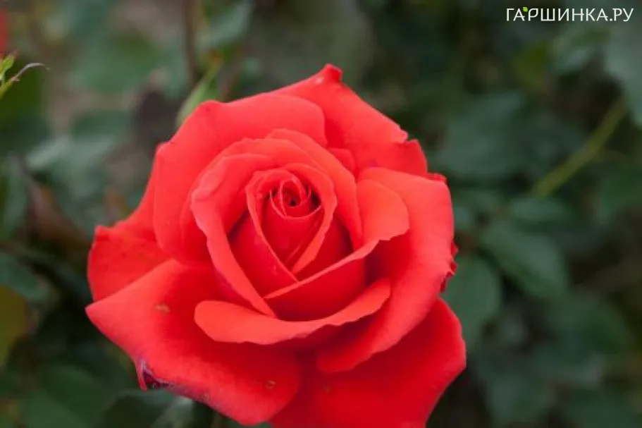 Роза Канегем флорибунда