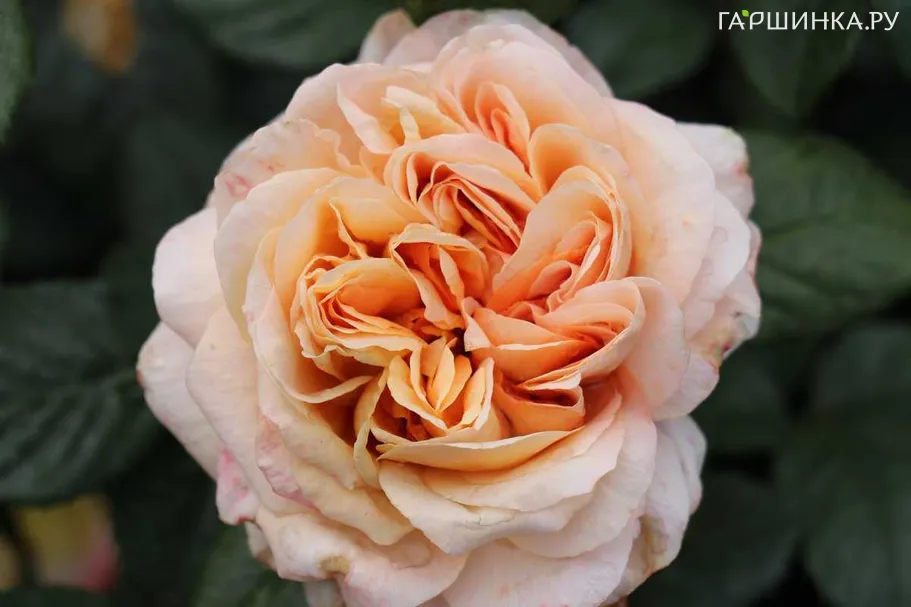 Роза Капри чайно-гибридная