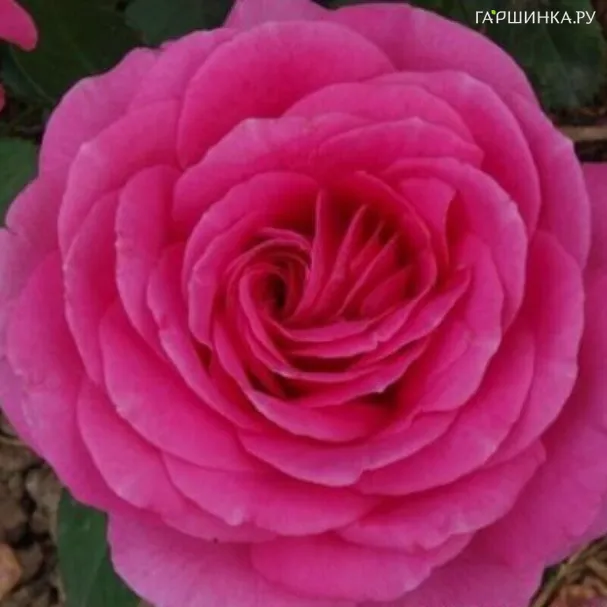 Роза Клер Маршал флорибунда